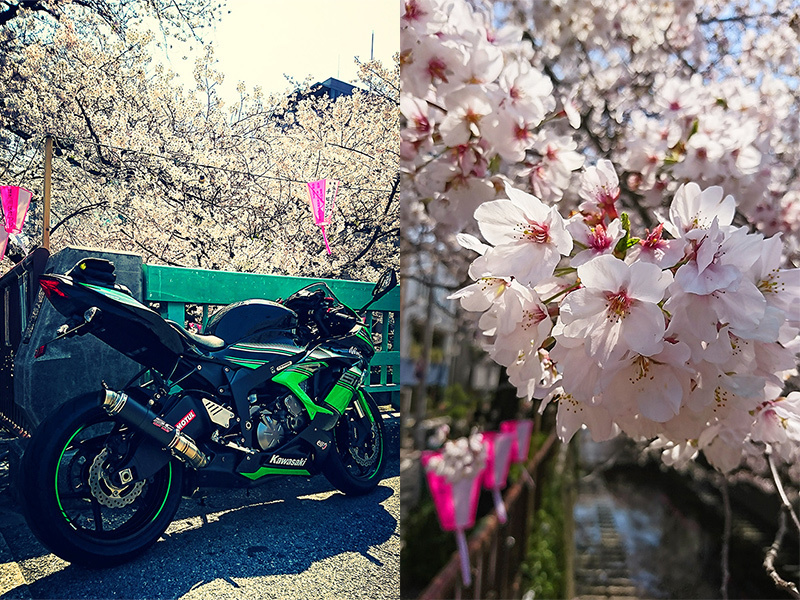 東京の桜 やっぱバイクぢゃね